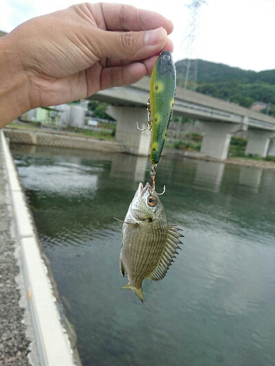 今日の釣果