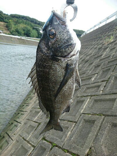 今日の釣果