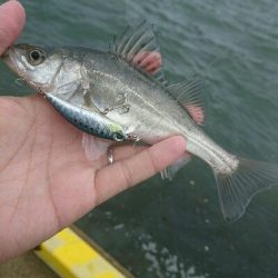 久しぶりの投稿です