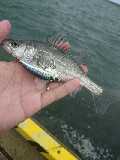 久しぶりの投稿です