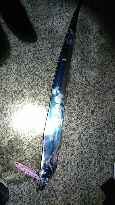 夜明け前の太刀魚