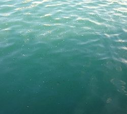 子供とサビキ釣り