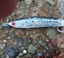 小雨での釣行 なんとかツバスget