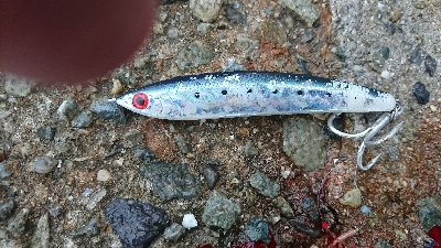 小雨での釣行 なんとかツバスget