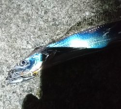 青物惜しくも…とりあえずタチウオ
