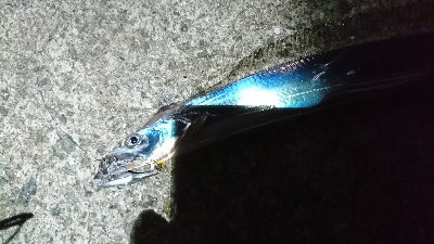 青物惜しくも…とりあえずタチウオ