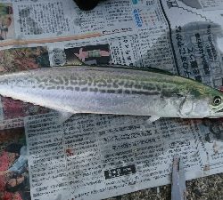 タチウオ、サゴシ、ハマチ！