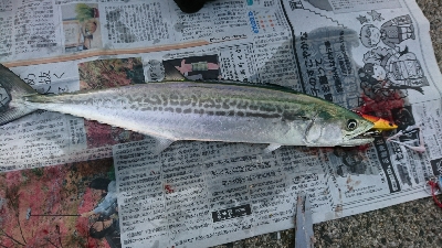 タチウオ、サゴシ、ハマチ！