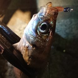 久々のアジング♪