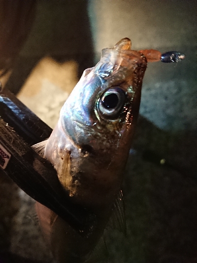 久々のアジング♪