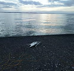 ジグでサバ＆セイゴ