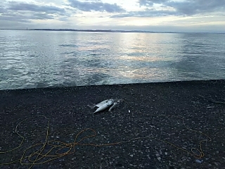 ジグでサバ＆セイゴ