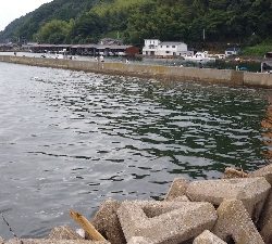 サビキでアジ釣りのはずが…