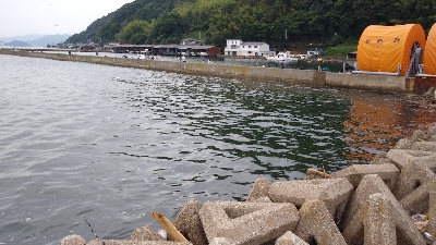 サビキでアジ釣りのはずが…