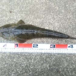 小松島でタチウオとマゴチ