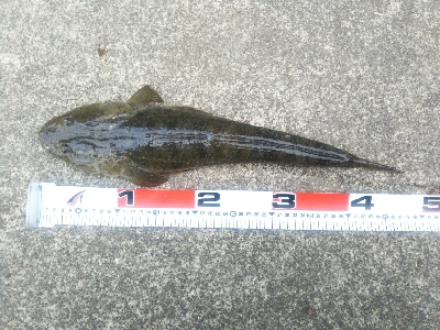 小松島でタチウオとマゴチ