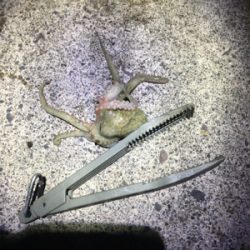 ケンサキイカ釣行