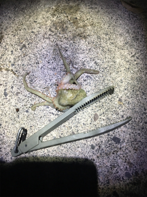 ケンサキイカ釣行