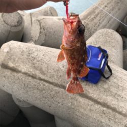 雨の止み間に穴釣り