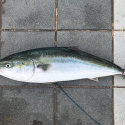 和歌山遠征  タチウオ〜青物