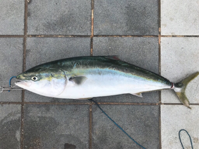 和歌山遠征  タチウオ〜青物
