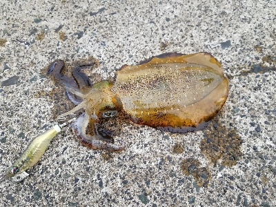 秋アオリ　エギング