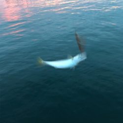 イカ狙いのはずが