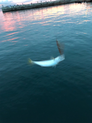 イカ狙いのはずが