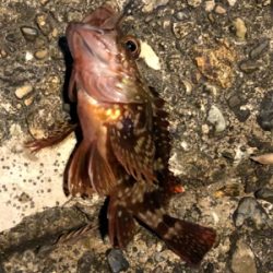 何でもいいから釣りがしたい