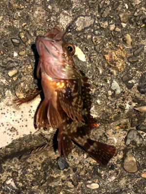 何でもいいから釣りがしたい