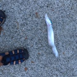 台風後の調査は、、、