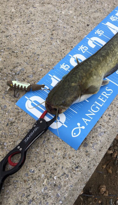 夕方のナマズゲーム