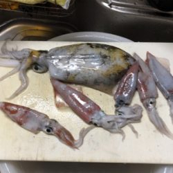 エギングとライトショアジギング