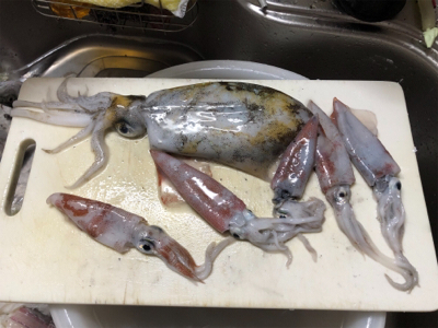 エギングとライトショアジギング