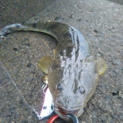 辰巳周辺でタチウオとマゴチ