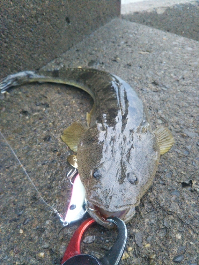 辰巳周辺でタチウオとマゴチ