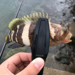 アオリイカを求めて①