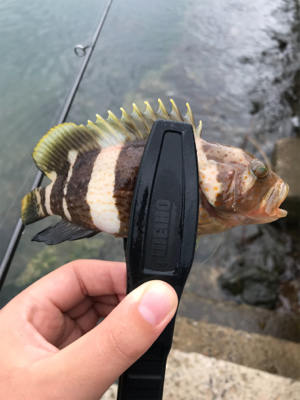 アオリイカを求めて①