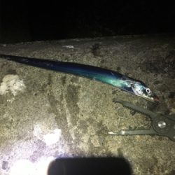 小サバは確変中!