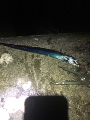 小サバは確変中!