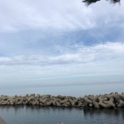 アオリイカつ抜け