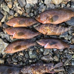 親父たちの釣行 第10弾