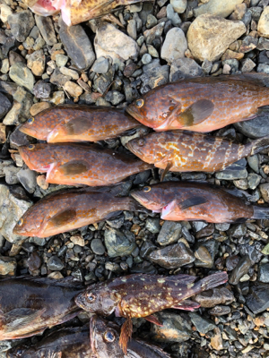 親父たちの釣行 第10弾