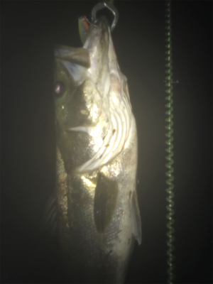 ハーモニカ喰い