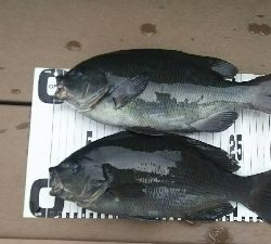 短時間エビ撒き