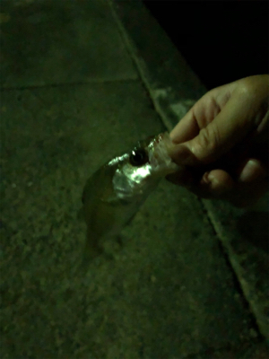 久々の南紀小物釣り