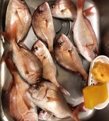 桂浜沖 エサ釣り釣果