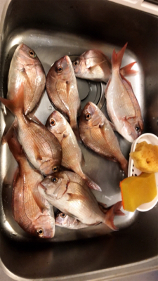 桂浜沖 エサ釣り釣果