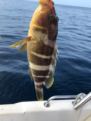 マイボート釣行