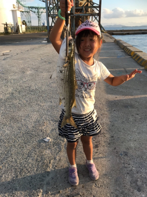 サヨリ釣り 夕方短時間